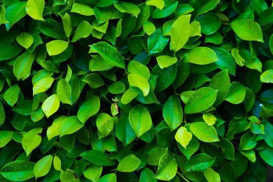 绿色节能环保低碳植物墙绿叶素材