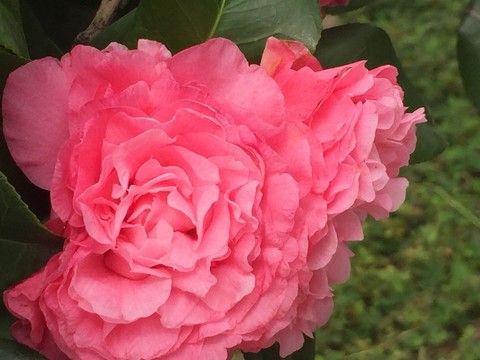 山茶花