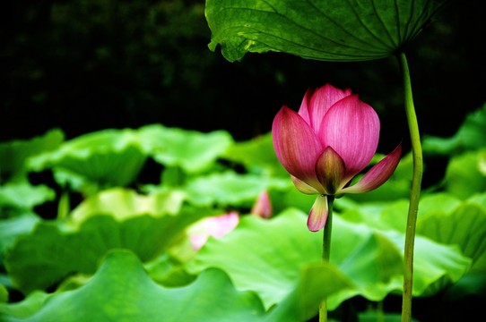 映日荷花