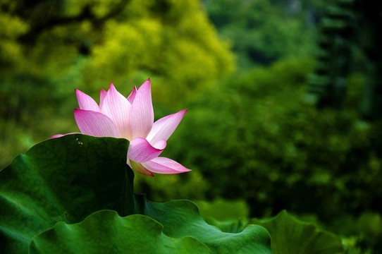 映日荷花