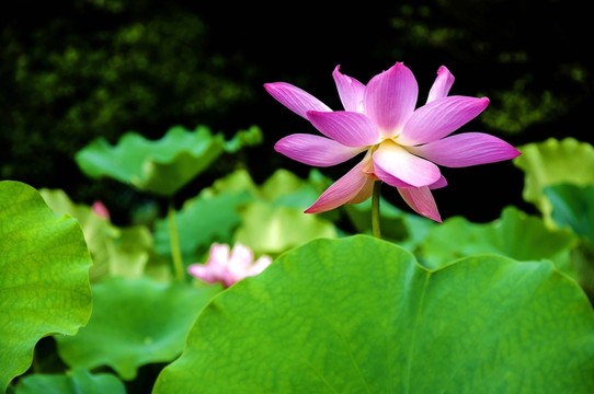 映日荷花