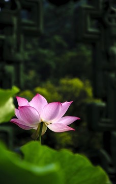 映日荷花