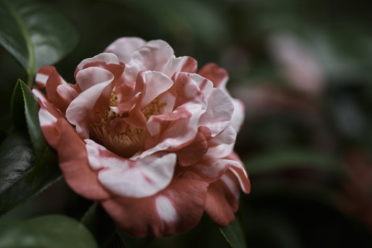 茶花