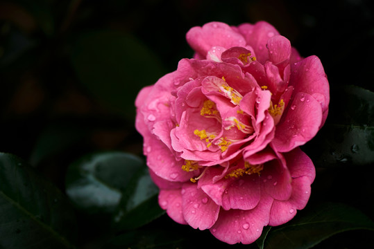 茶花