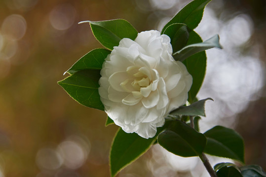 茶花