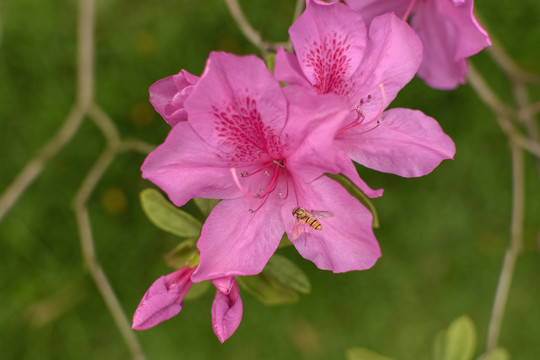 杜鵑花