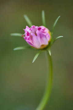 格桑花