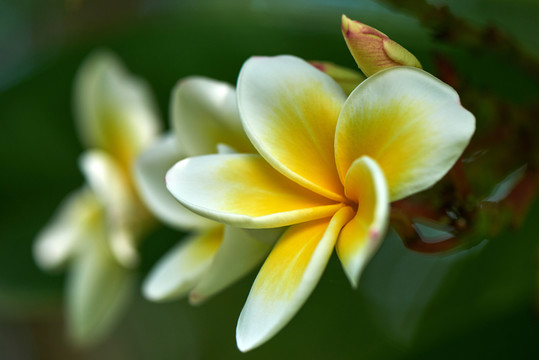 雞蛋花