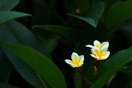 雞蛋花