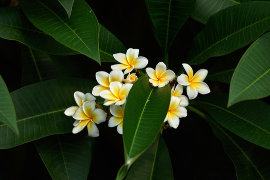 雞蛋花