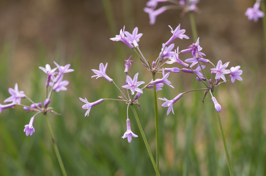 野生韭菜花