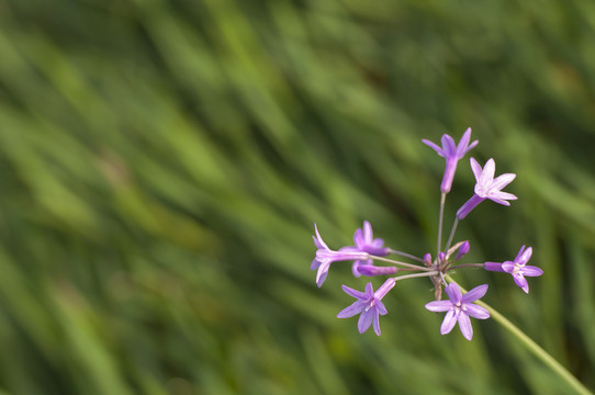 野生韭菜花