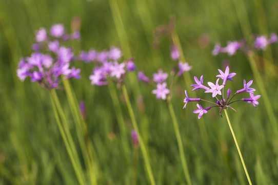 野生韭菜花