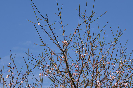 梅花