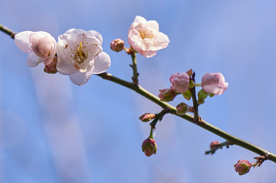 梅花