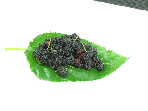 桑椹