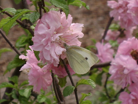 櫻桃花