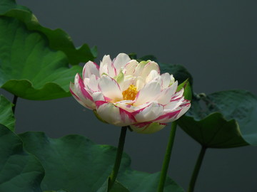 池塘荷花