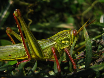 昆蟲 蝗蟲