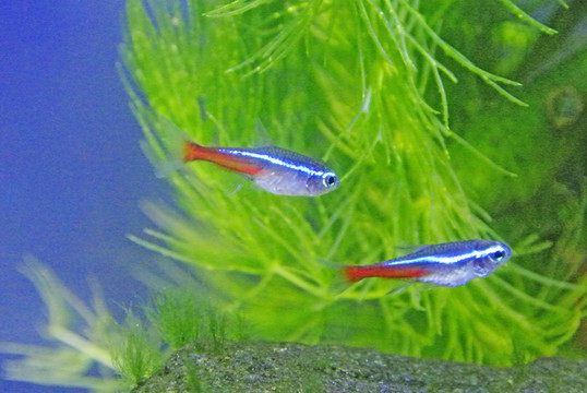 紅綠燈魚(yú)
