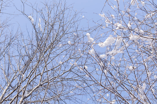雪地冰掛