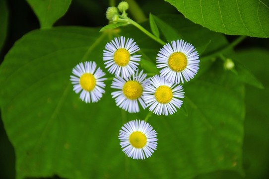 野菊花