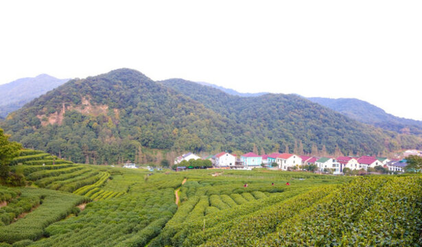 梅家塢龍井茶 十里梅塢 龍井茶