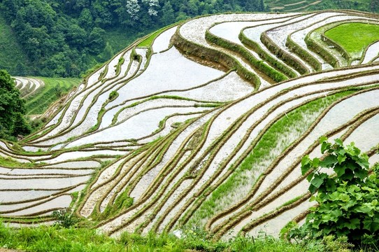 梯田風(fēng)光