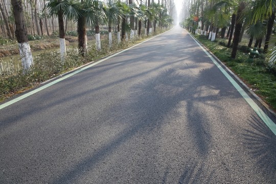 運動健身綠道樹林