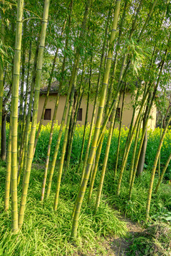 田園小景 農(nóng)村 鄉(xiāng)村農(nóng)家小屋