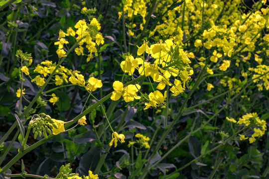 油菜花素材