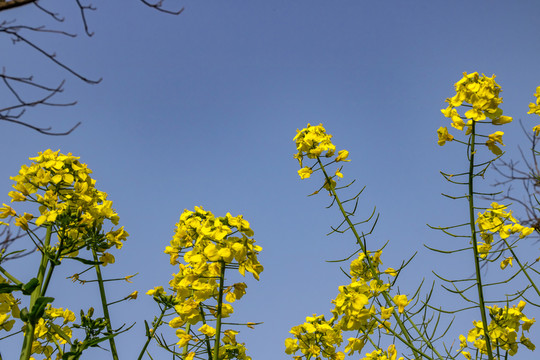 藍(lán)天背景油菜花