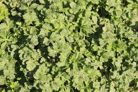 野草
