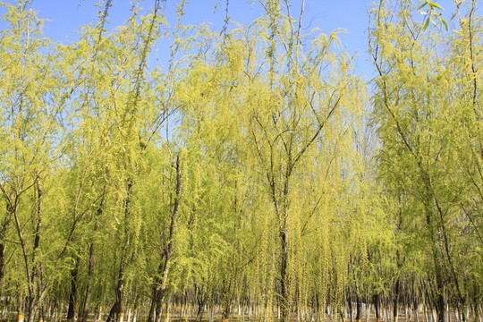 春季 樹林