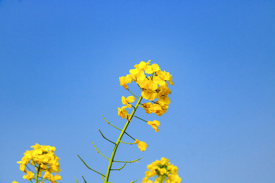 藍(lán)天油菜花 田園風(fēng)光