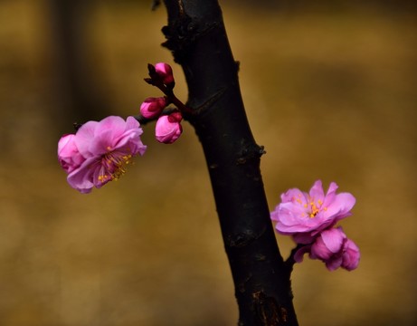 梅花對花