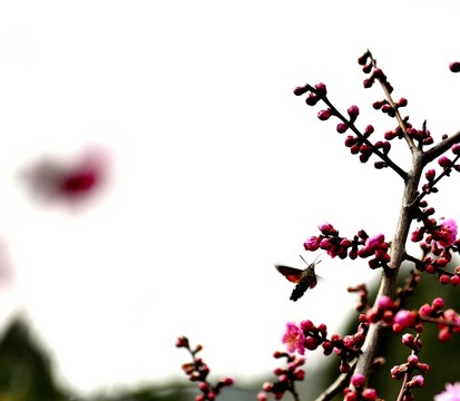 梅花 長喙天蛾