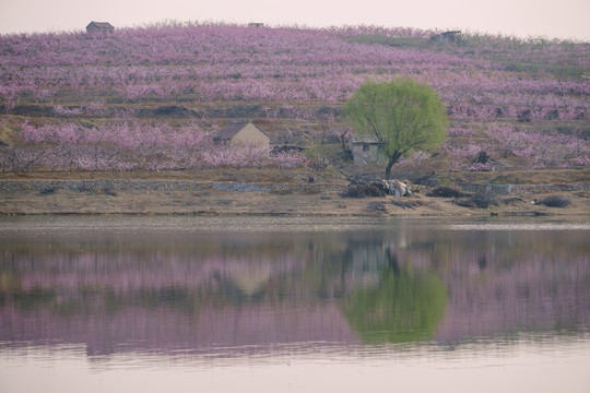 山東蒙陰桃花