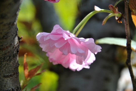 櫻花盛開(kāi)