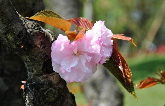櫻花盛開