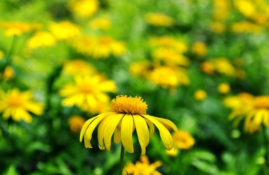 盛開(kāi)的野菊花