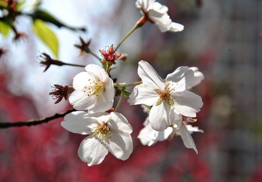 盛開(kāi)的梨花