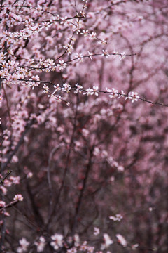 一樹繁花一樹春