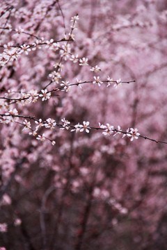 春天的花树一树繁花一树春