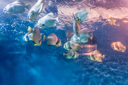 魚缸背景圖
