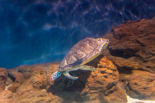 海龜 海底世界