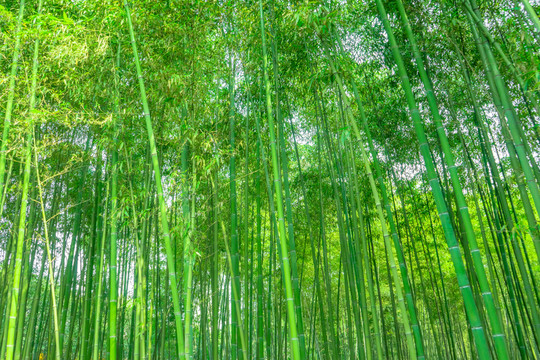 竹林風(fēng)光 竹林背景竹林素材