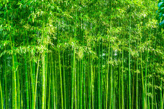 竹林風(fēng)光 竹林背景高清