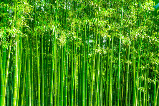 竹林風(fēng)光 竹林背景竹林素材