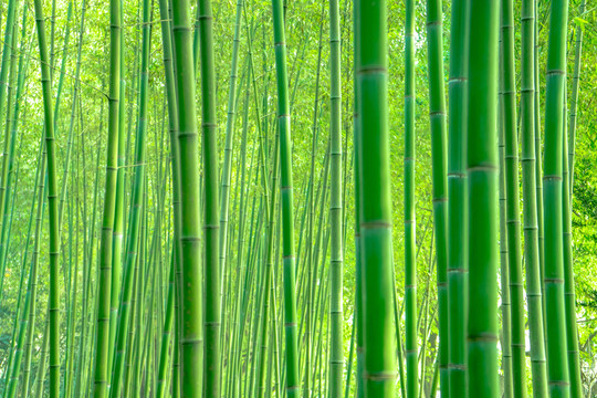 竹林風(fēng)光 竹林背景竹林素材